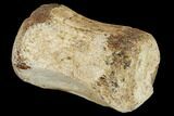 Fossil Theropod Caudal Vertebra - Hell Creek Formation #114532-3